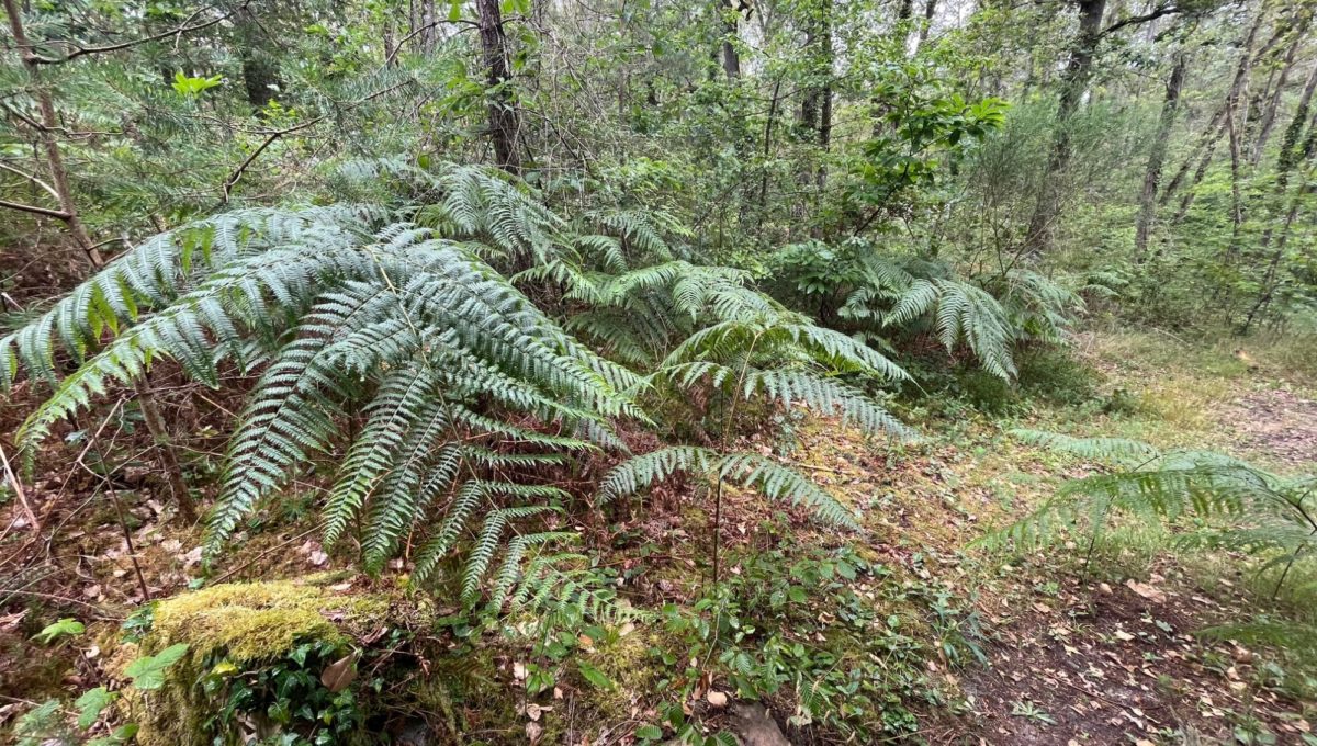 1764066841_VT110_1_original